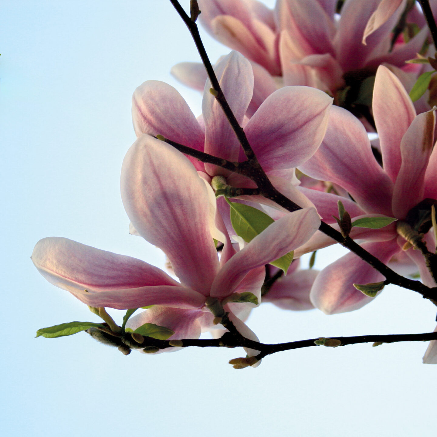 Blüten_quad