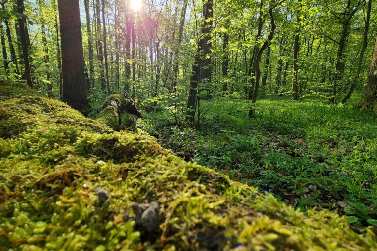wald_neu Wald